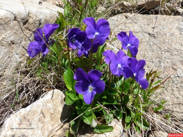 Горная фиалка