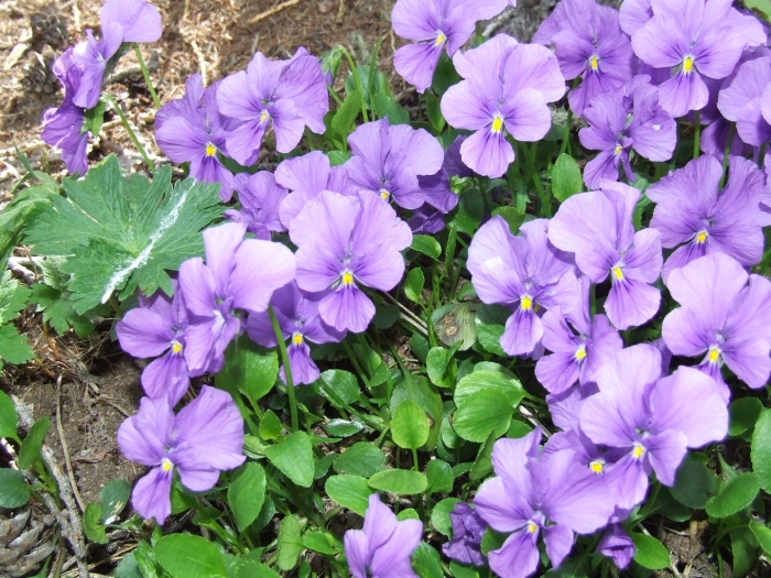 Фиалка садовая многолетняя