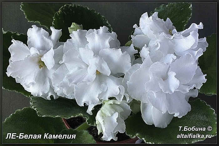 Ле белая камелия фиалка