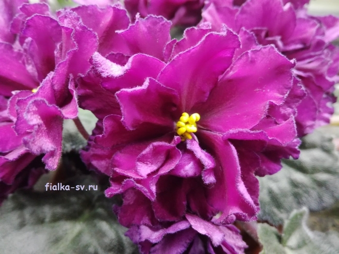 Фиалка нд бархатный пион