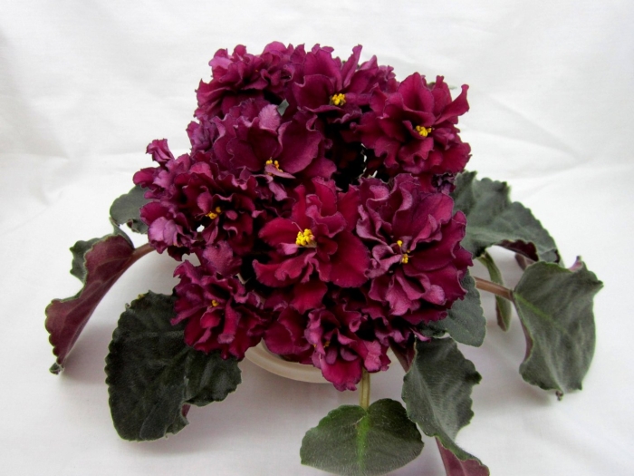 Фиалка крымская черешня