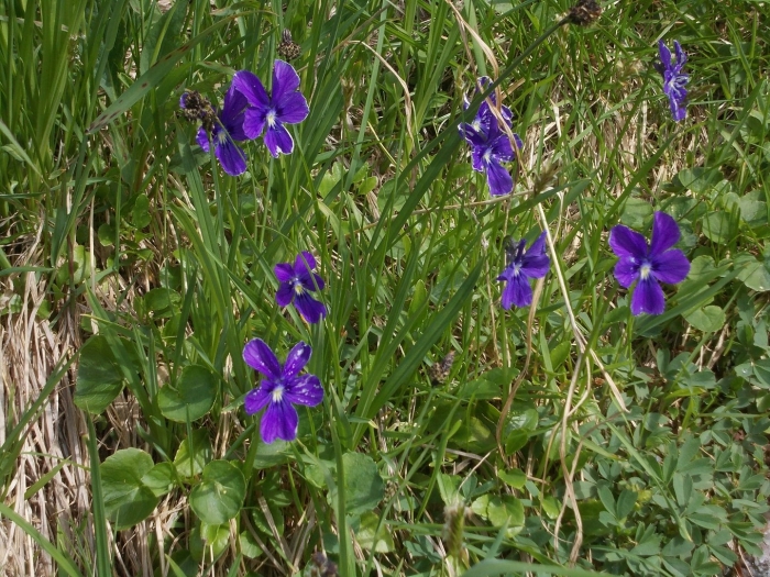Viola altaica