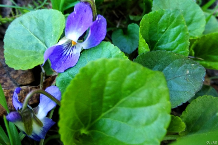 Фиалка крийская