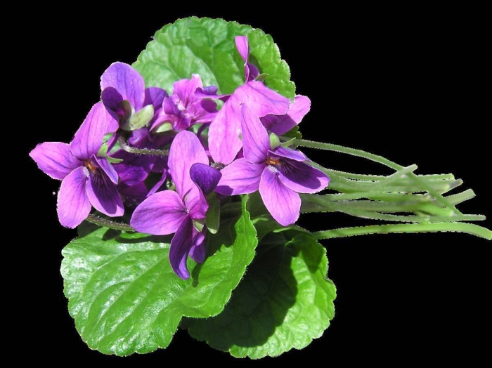 Фиалка душистый шалфей