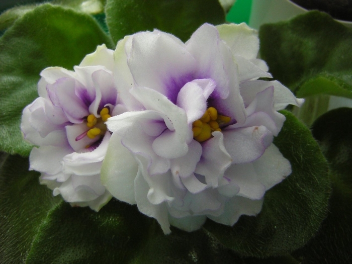 Фиалка ек седой океан