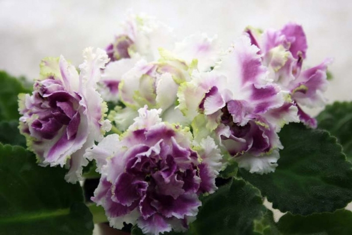 Фиалка ле-ледяная роза