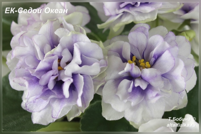 Фиалка седой океан