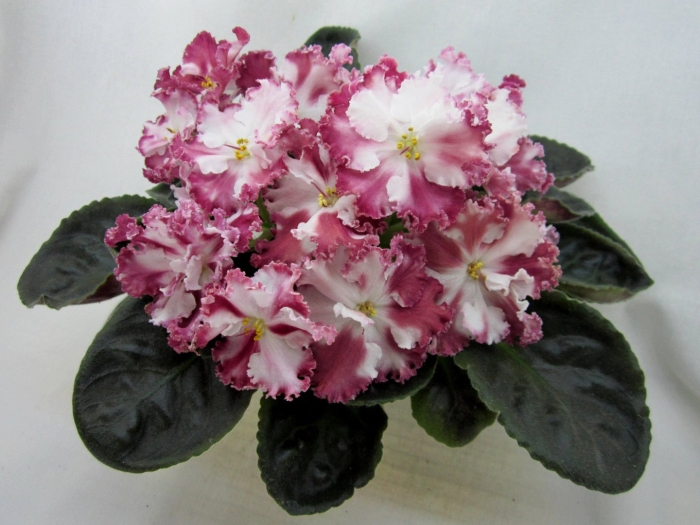 Фиалка минерва