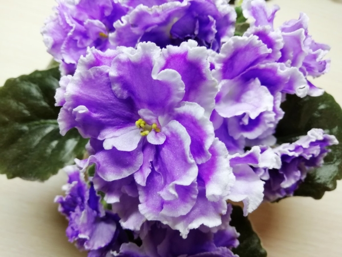 Фиалка лилон лила