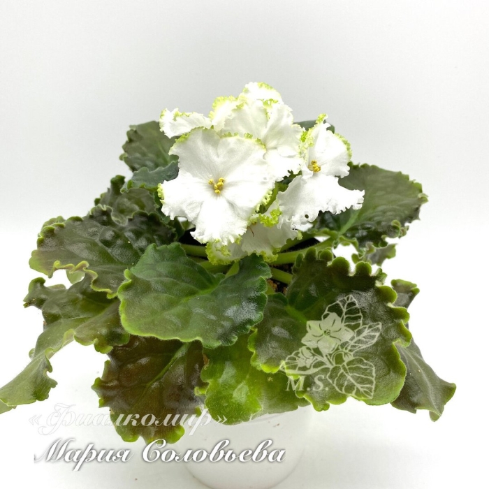 Фиалка дн лориен