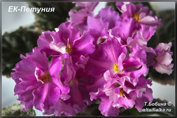 Фиалка ек богиня красоты