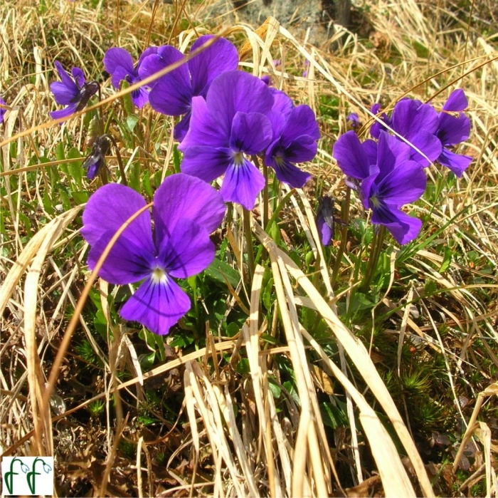 Флора баргузинского заповедника