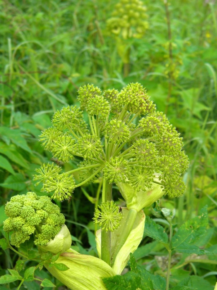 Дягиль лекарственный