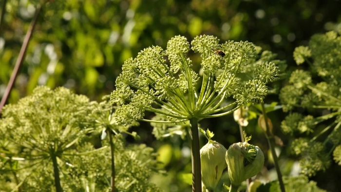 Дягиль прибрежный