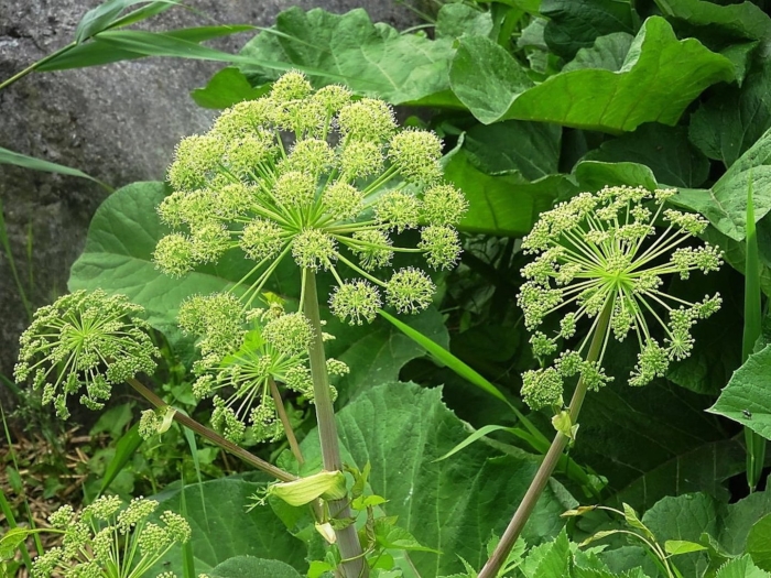 Растение дягиль дудник