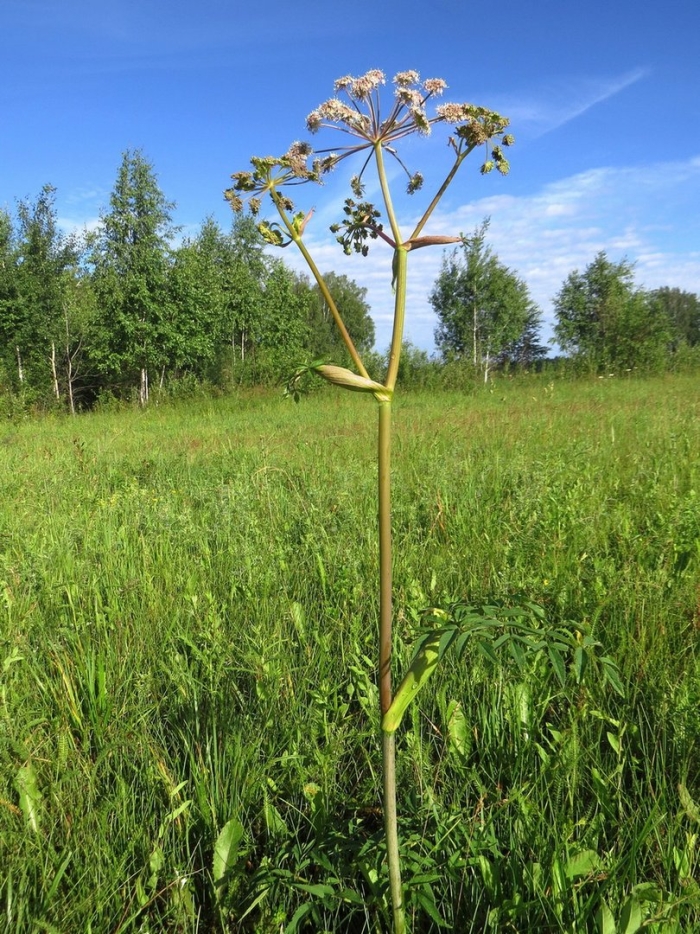 Heracleum sosnowskyi
