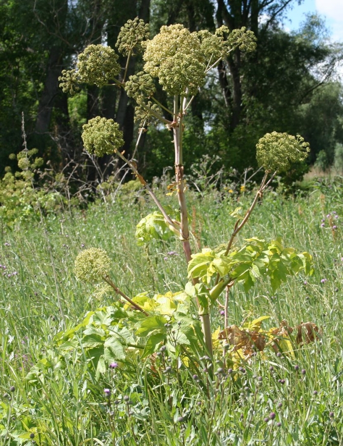 Дягиль – archangelica officinalis