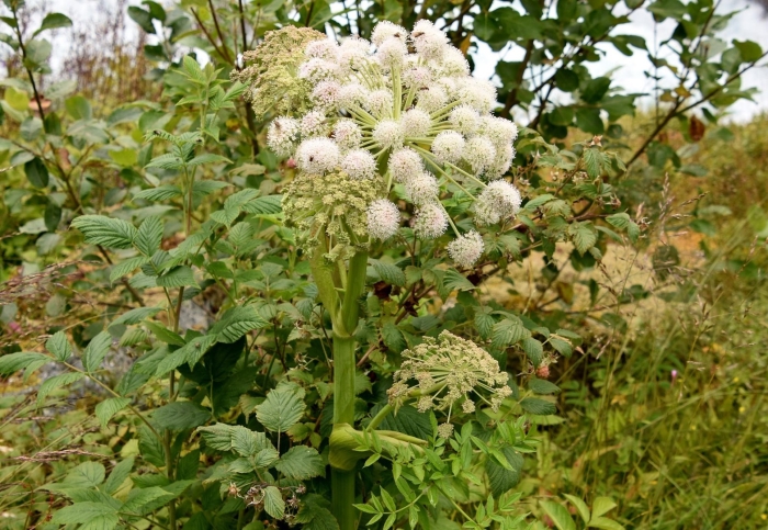 Дудник лесной