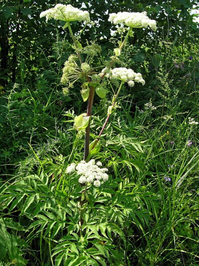 Дудник дягиль