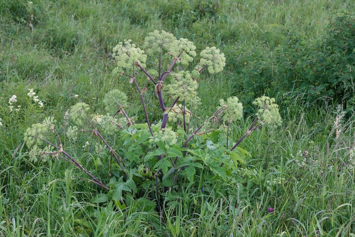 Дягиль лекарственный медонос