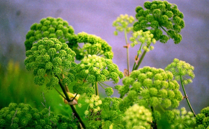 Angelica archangelica