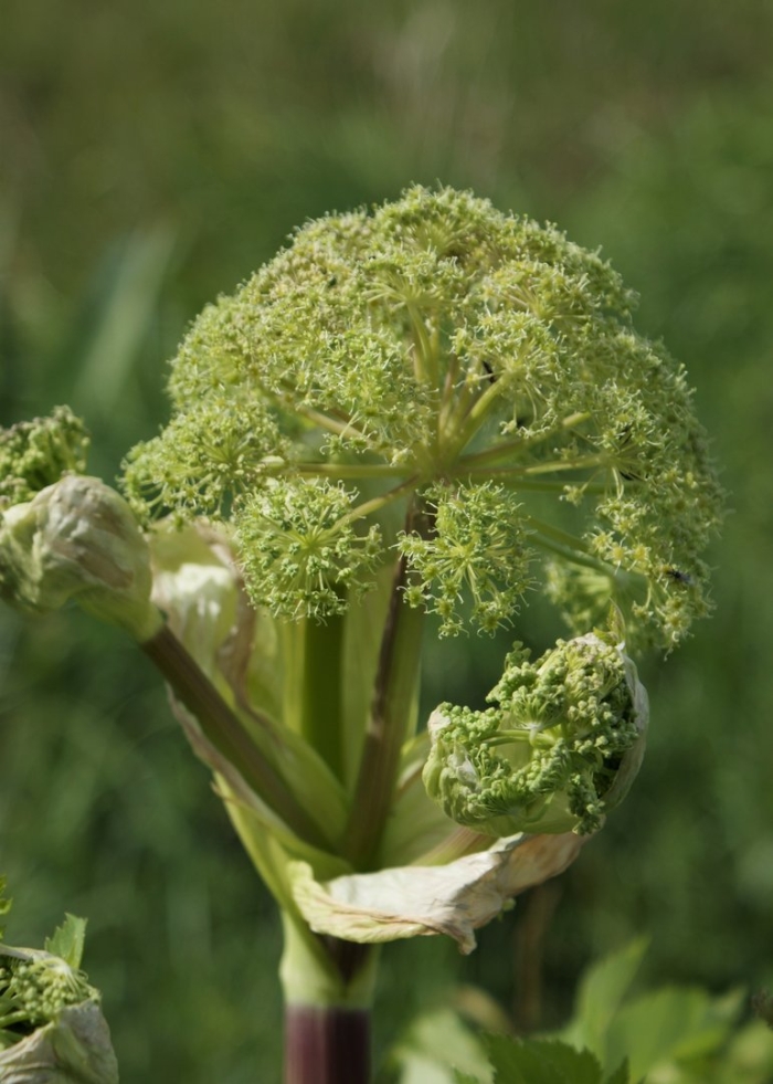 Angelica archangelica