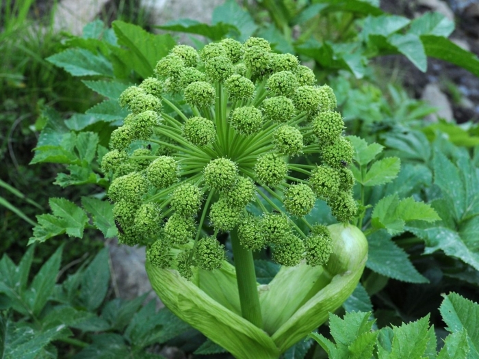 Дягиль растение