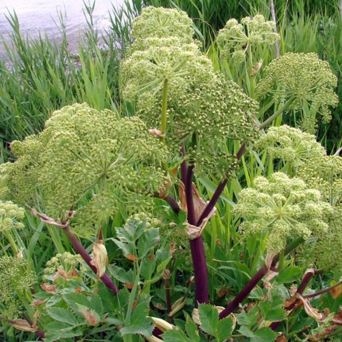 Дягиль – archangelica officinalis