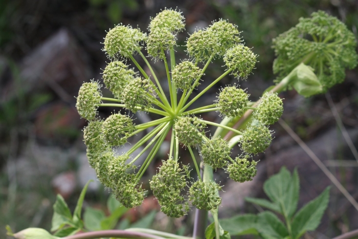 Angelica archangelica