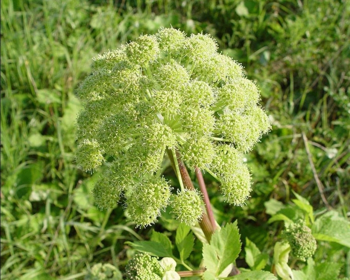 Дягиль лекарственный растение