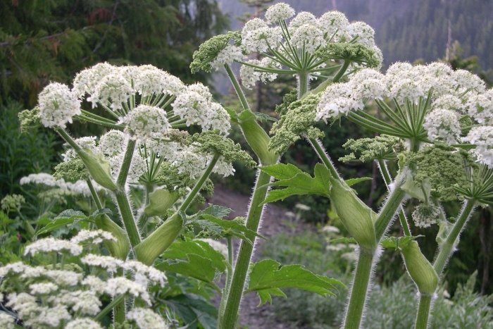 Ядовитое растение борщевик