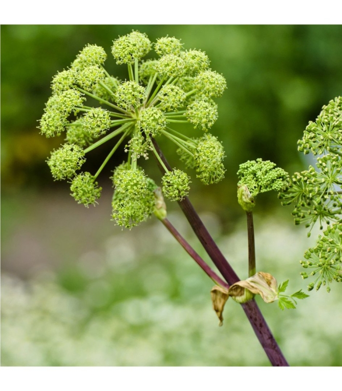 Дягиль аптечный