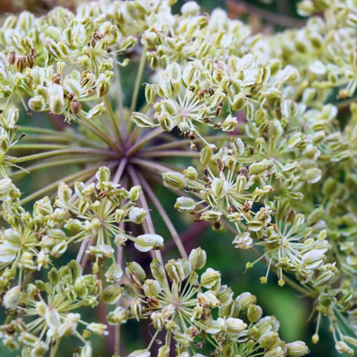 Angelica archangelica