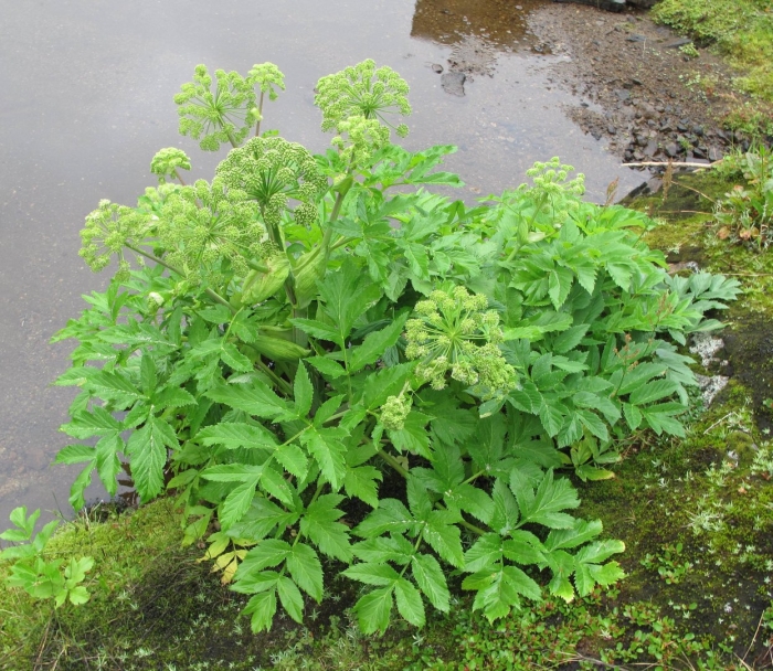 Дудник дягиль