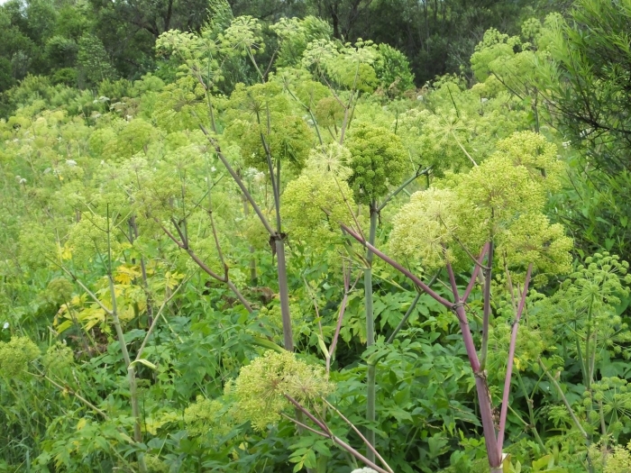Дягиль – archangelica officinalis