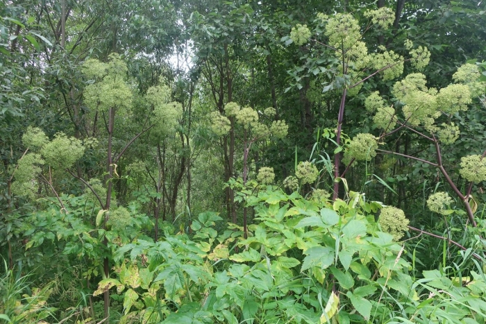 Дягиль лекарственный