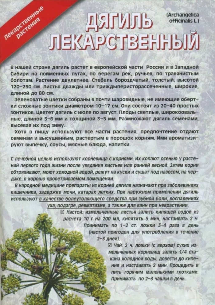 Дягиль лекарственный корень