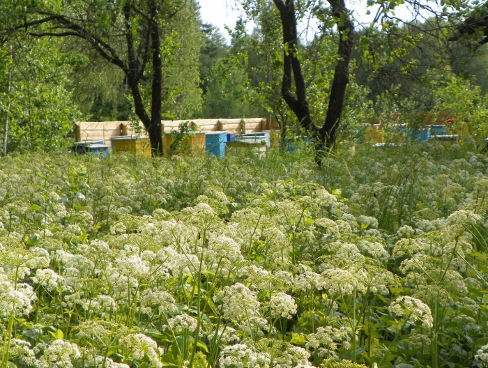 Борщевик сибирский медонос