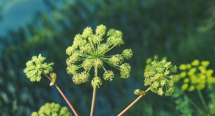 Angelica archangelica