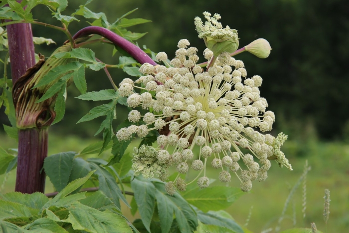 Медвежья дудка растение