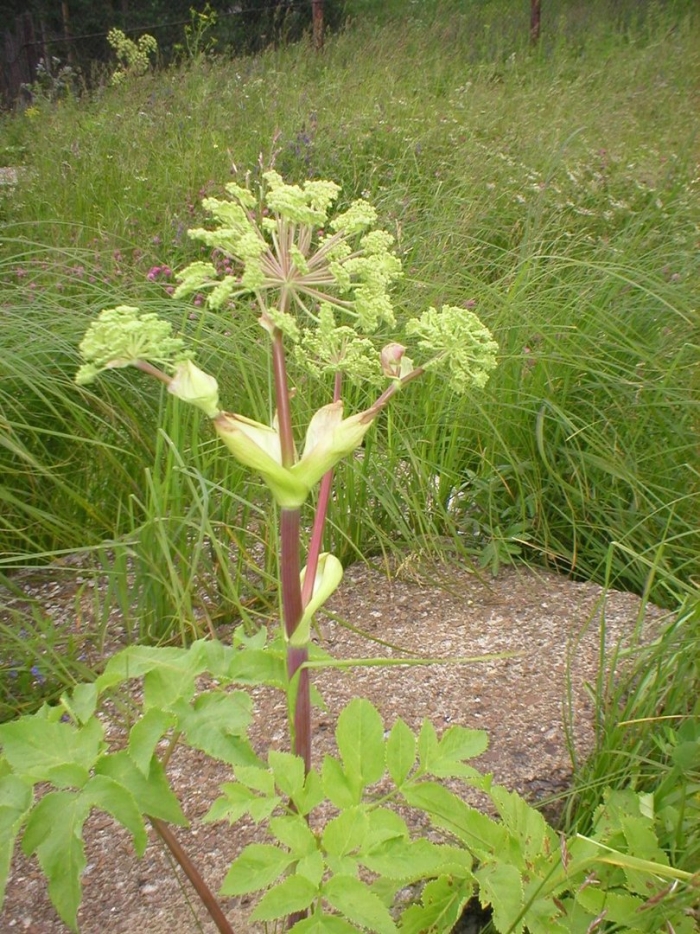 Дягиль – archangelica officinalis