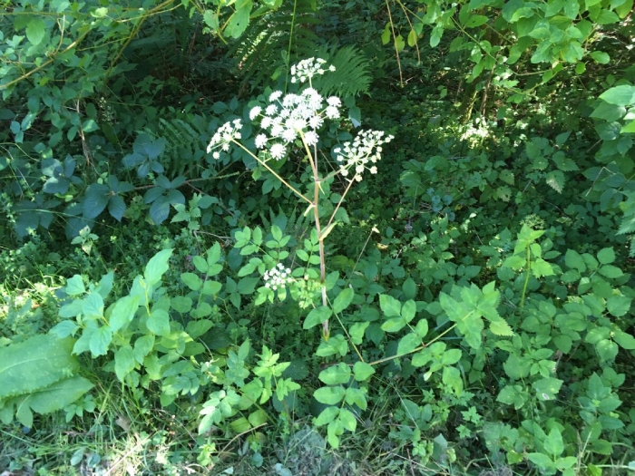 Сныть обыкновенная aegopodium podagraria