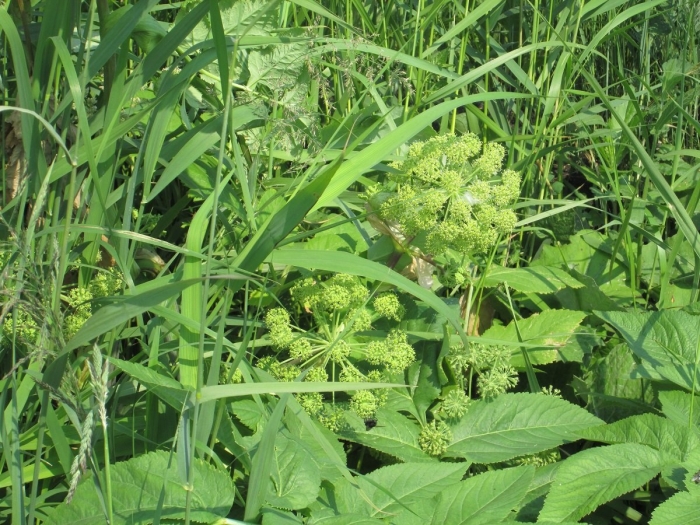 Дудник лесной дягиль