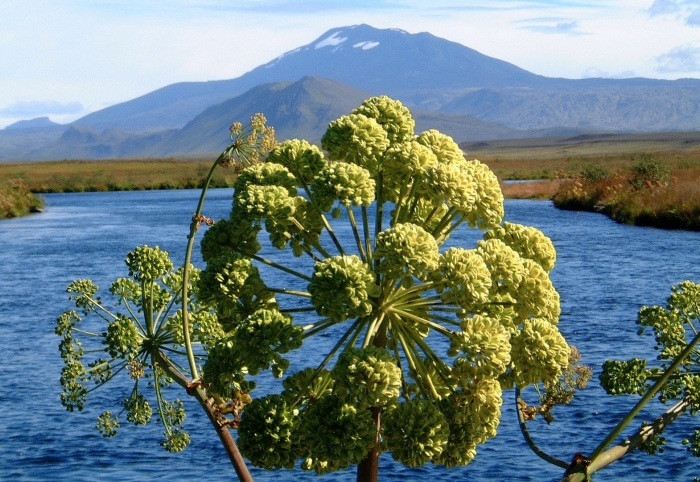 Дудник дягиль