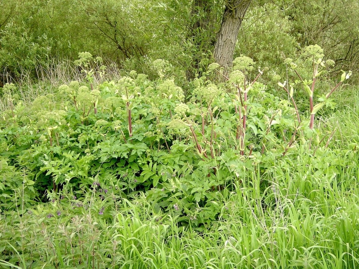 Дягиль лекарственный