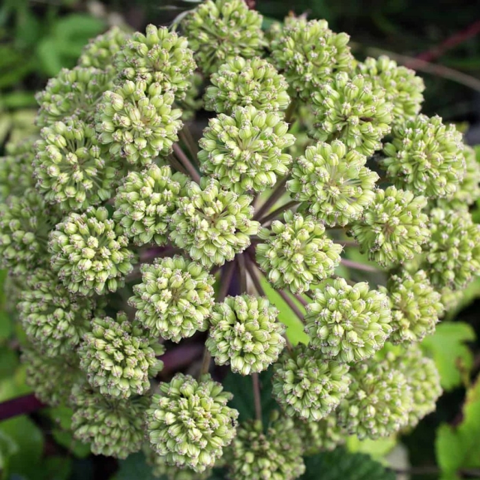 Дягиль (ангелика)