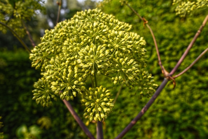 Angelica archangelica