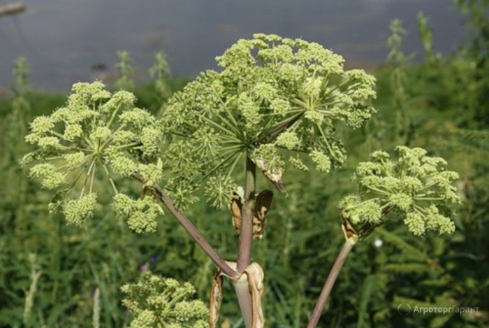 Дудник дягиль