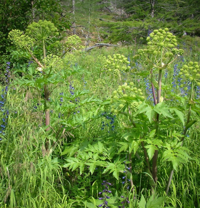 Дудник дягиль