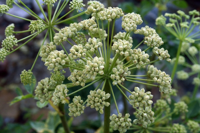 Зонтичное дягиль